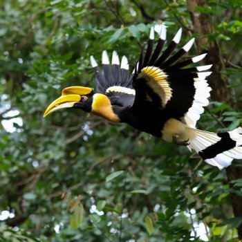 Wildlife Holidays in the rainforest Wildlife Holidays in the rainforest